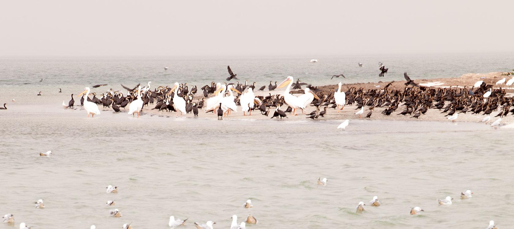 parc national du banc d'Arguin, Mauritanie, protection de la biodiversité