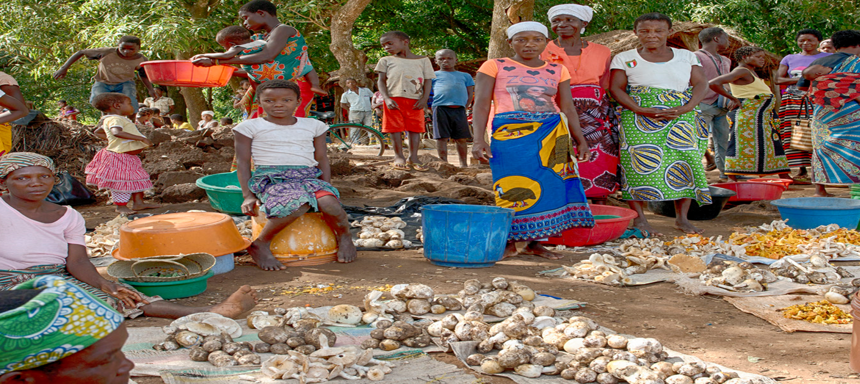 Produits forestiers non ligneux, communautés locales et conservation de la Réserve Nationale de Gilé au Mozambique