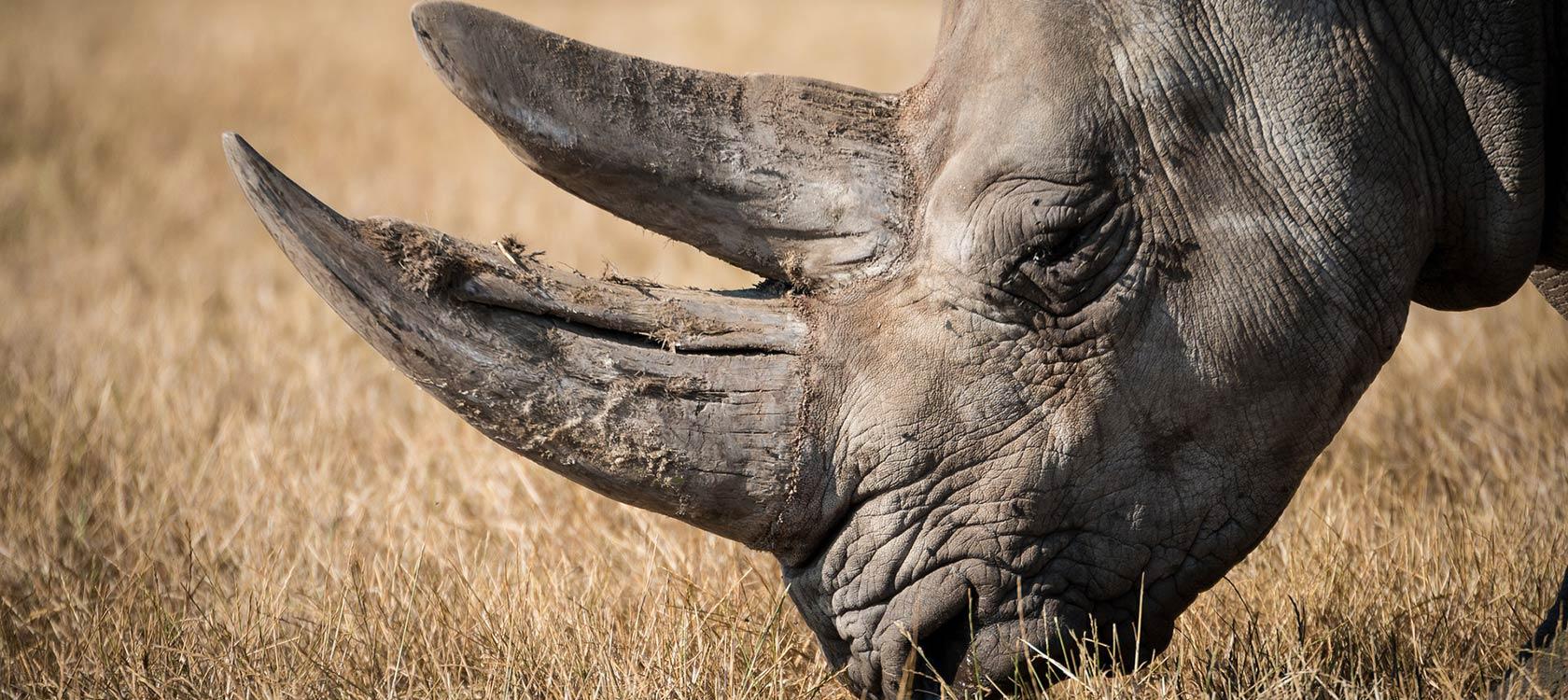  Trafic de cornes de rhinocéros au Mozambique, rhinoceros