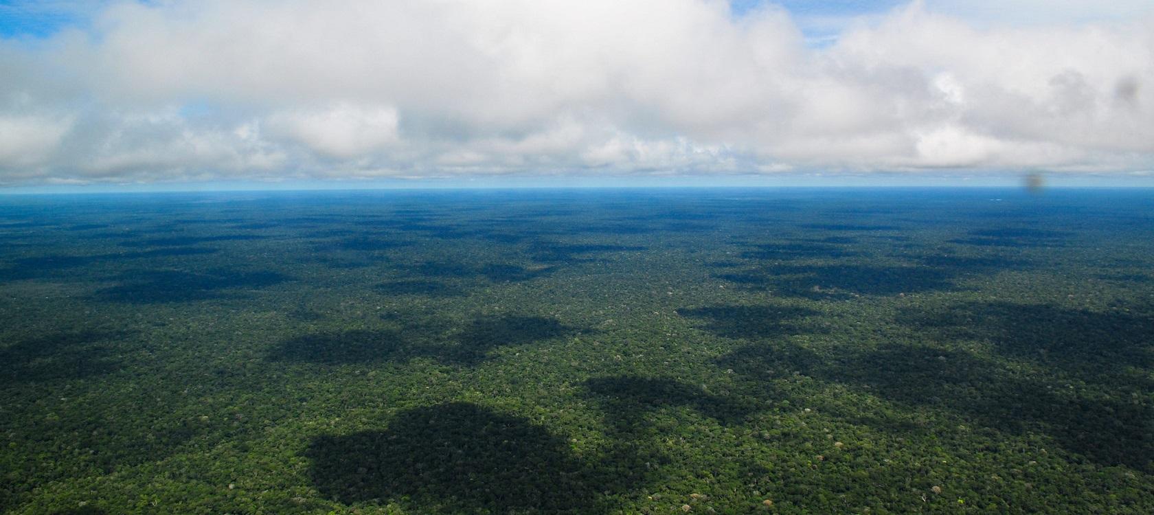 forêt amazonienne Amazonie afd