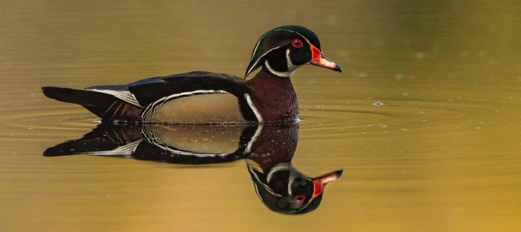 Water fowl biodiversity