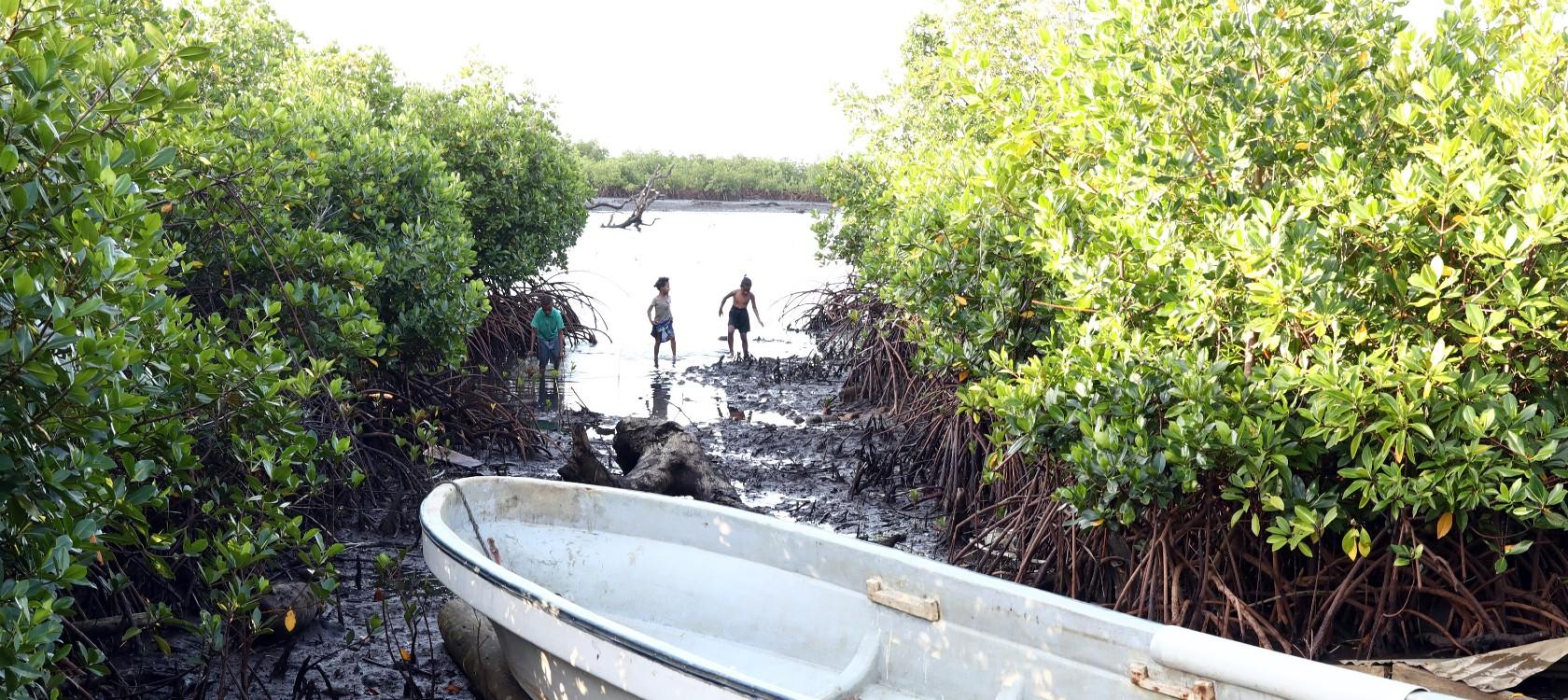 Fiji mangroves with AFD project RESCCUE