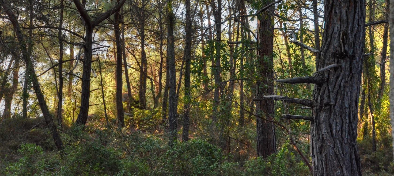 Forest Turkey Climate Biodiversity