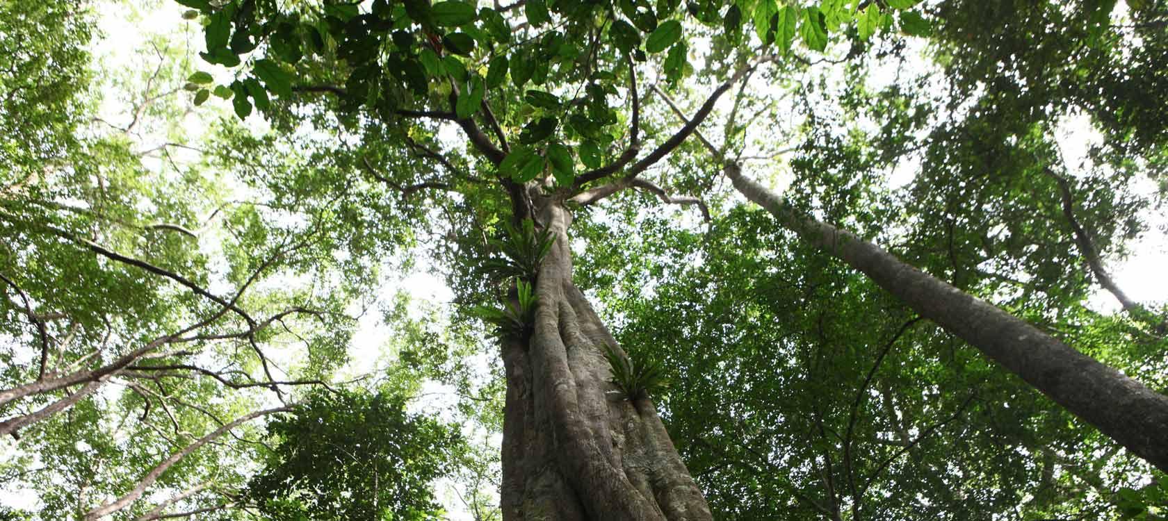 Appel à manifestations d’intérêt (AMI) de recherches sur l’« intégration transversale (mainstreaming) de la biodiversité dans les secteurs économiques »