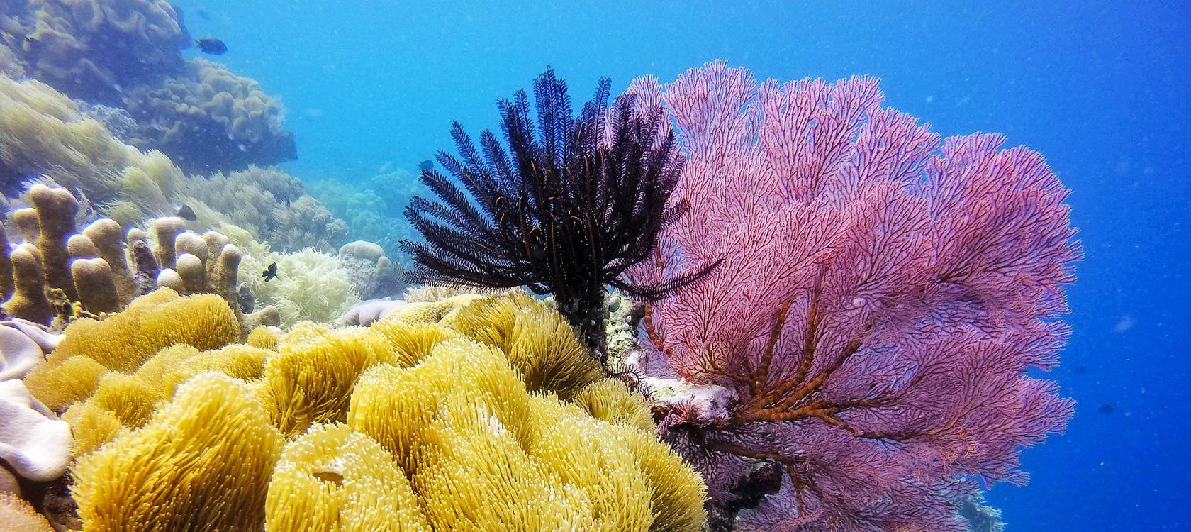 corail biodiversité marine aire protégée fond marin océan