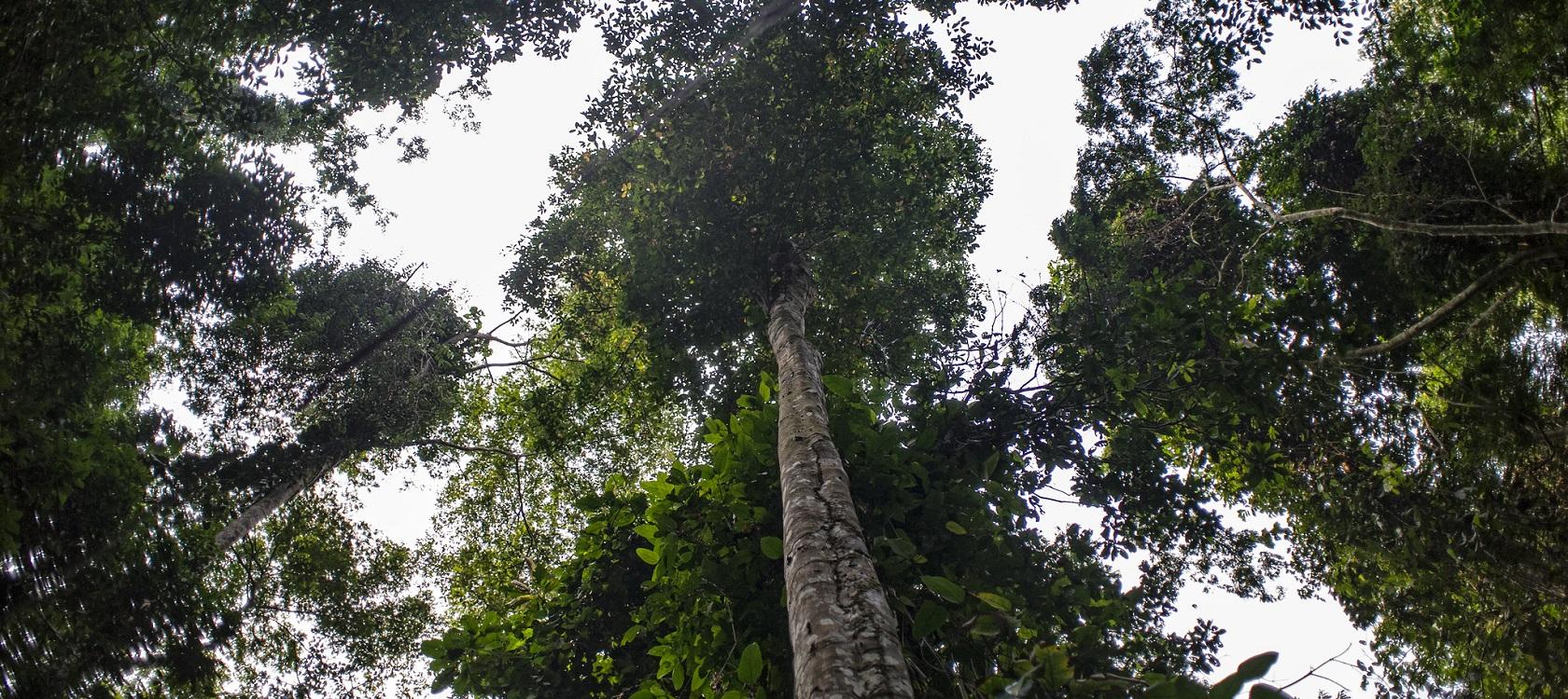 AFD forests https://www.afd.fr/fr/dossier-forets-AFD