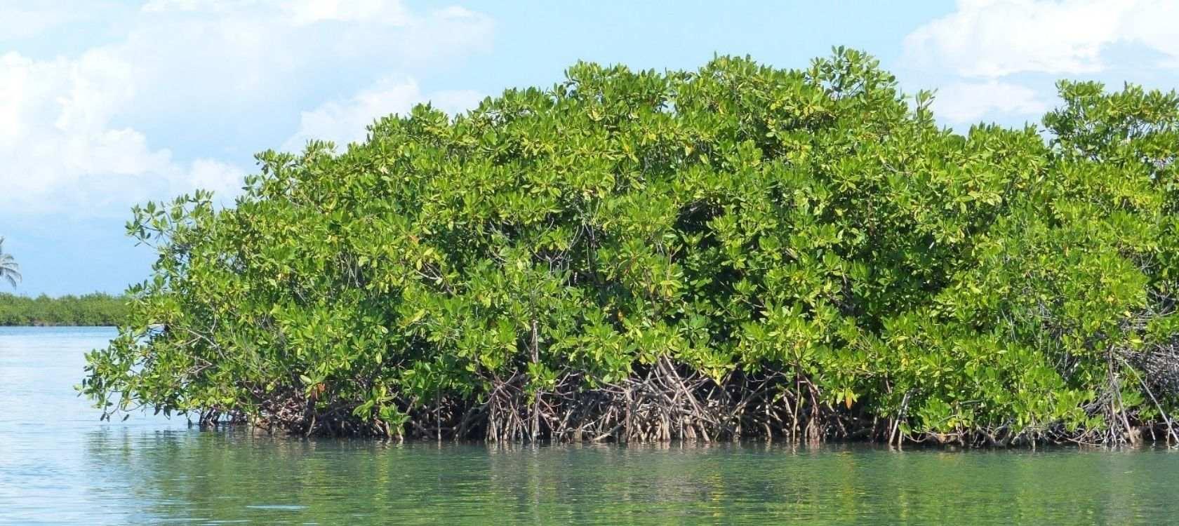 Créé en 2012, le CBF est un fonds fiduciaire régional dédié au financement durable de la conservation de la biodiversité marine et terrestre