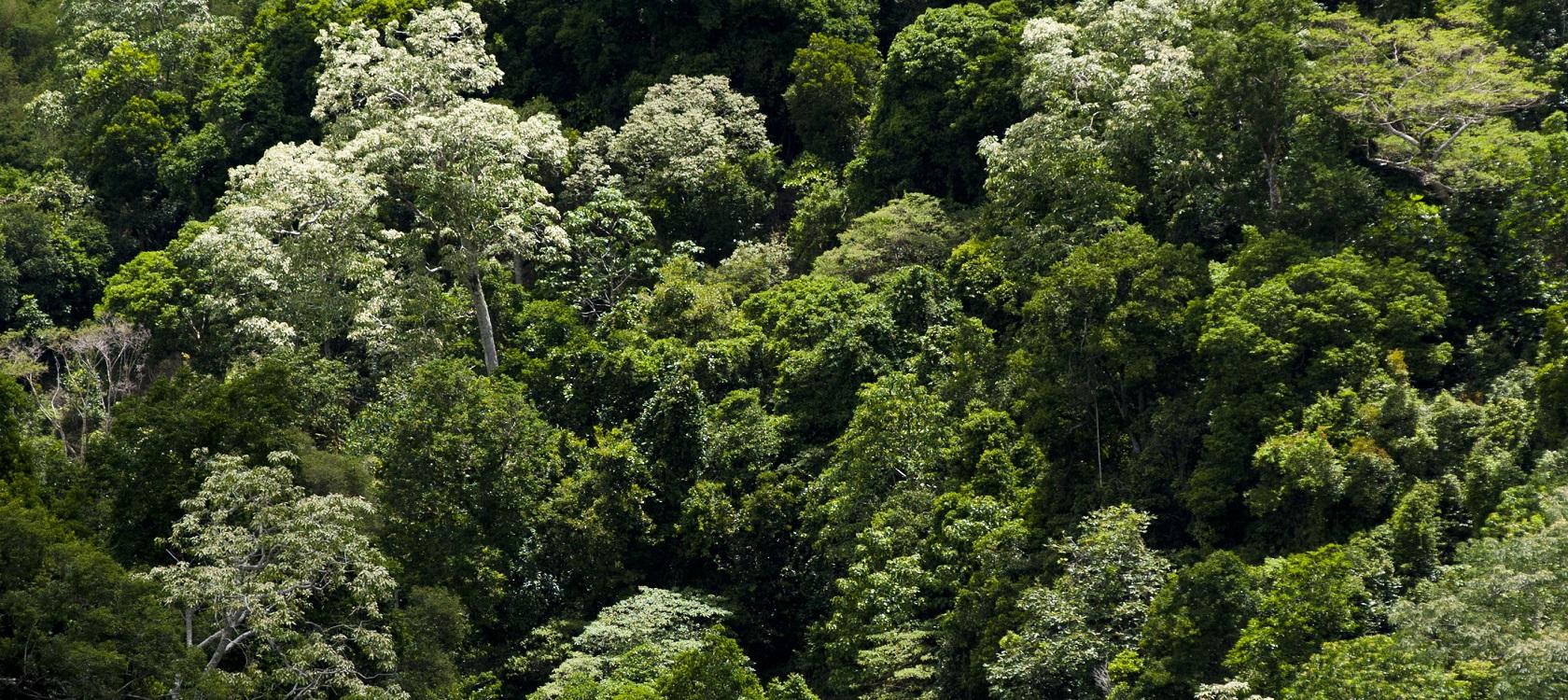 forêt dense