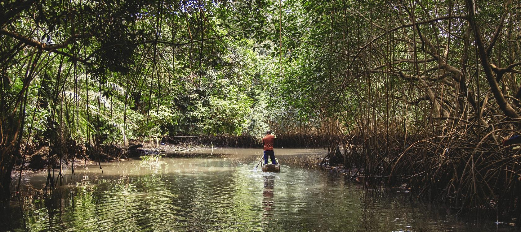 mangrove pirogue 