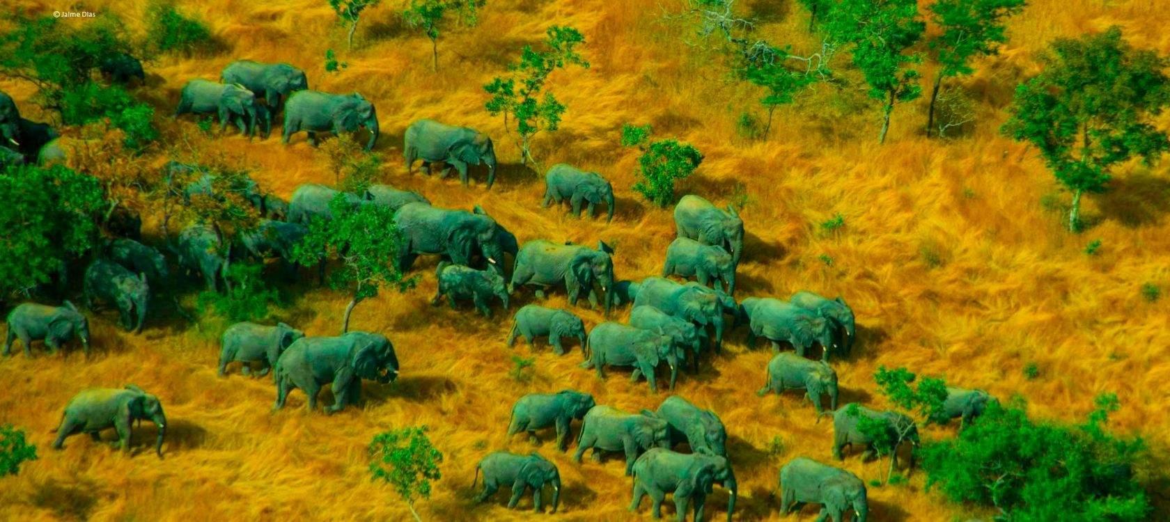Troupeau d'éléphants dans le sud-ouest du Tchad