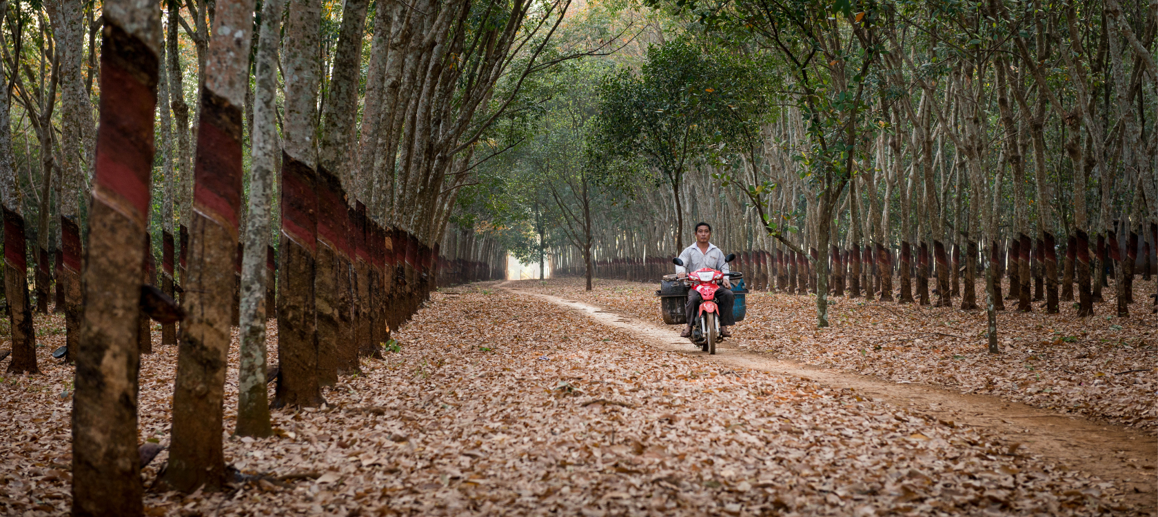 Culture du caoutchouc au Cambodge © Antoine Raab / Melon Rouge