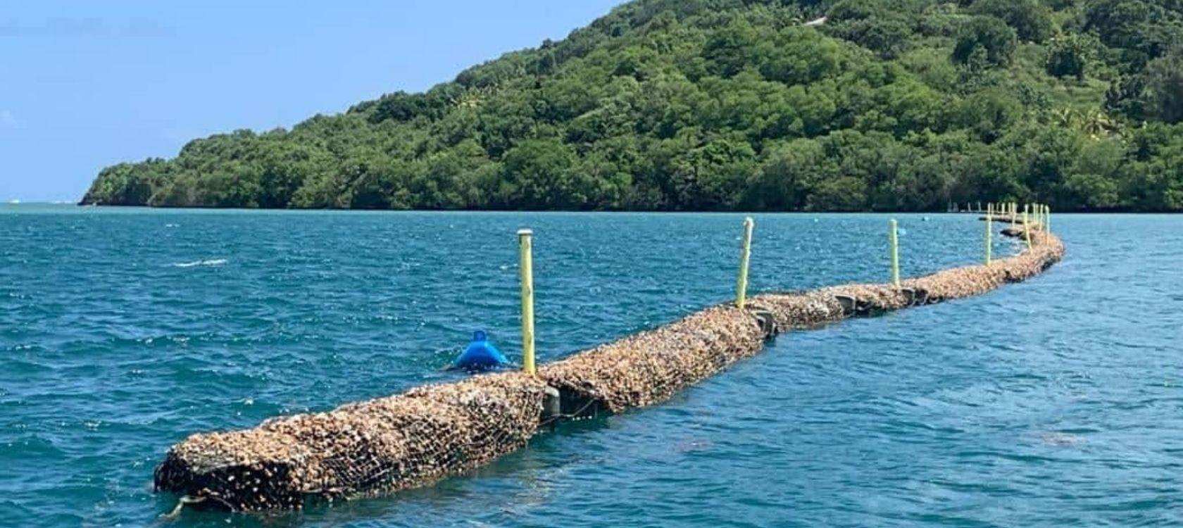 Un barrage anti-sargasses au Robert en Martinique