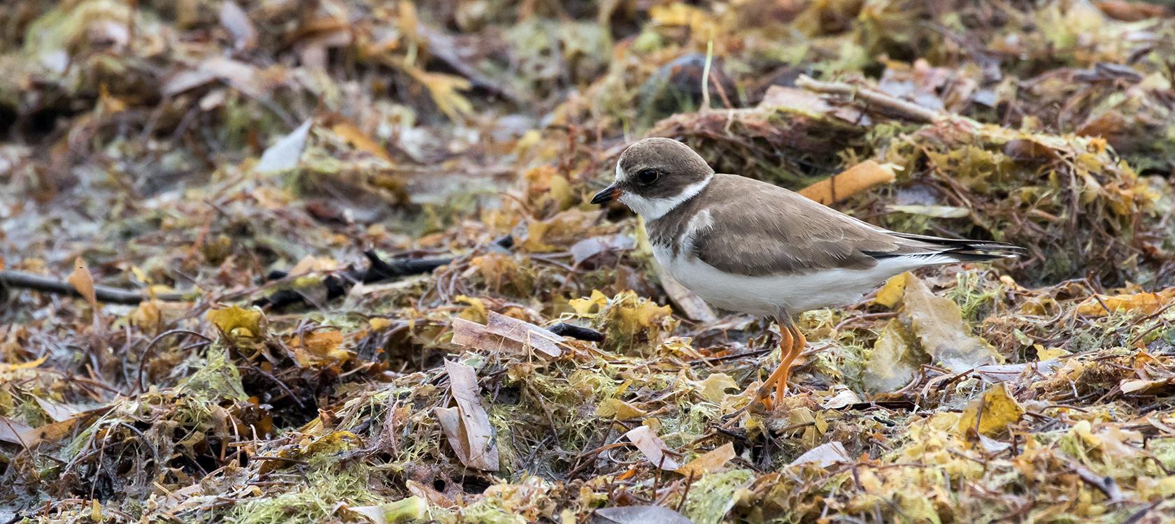 A bird among sargasso seaweed in the Caribbean