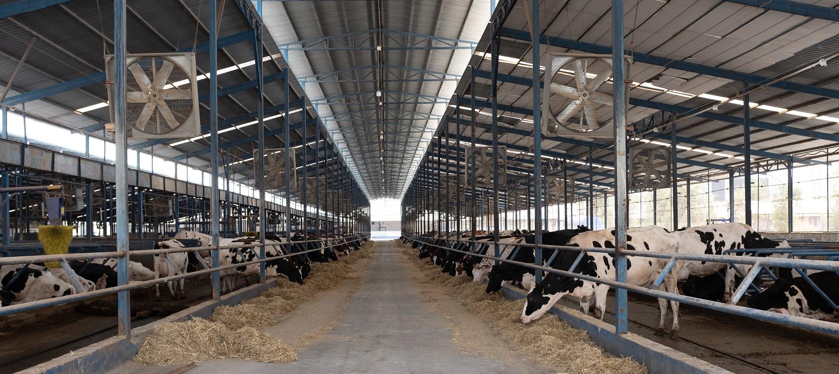 élevage Ouzbékistan bovins vaches ferme AFD