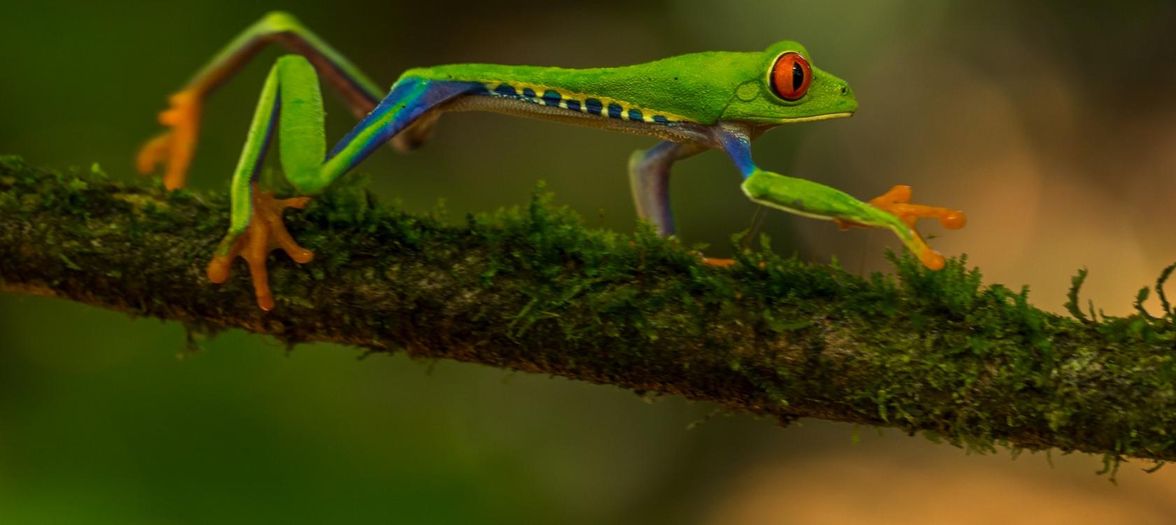 Grenouille verte
