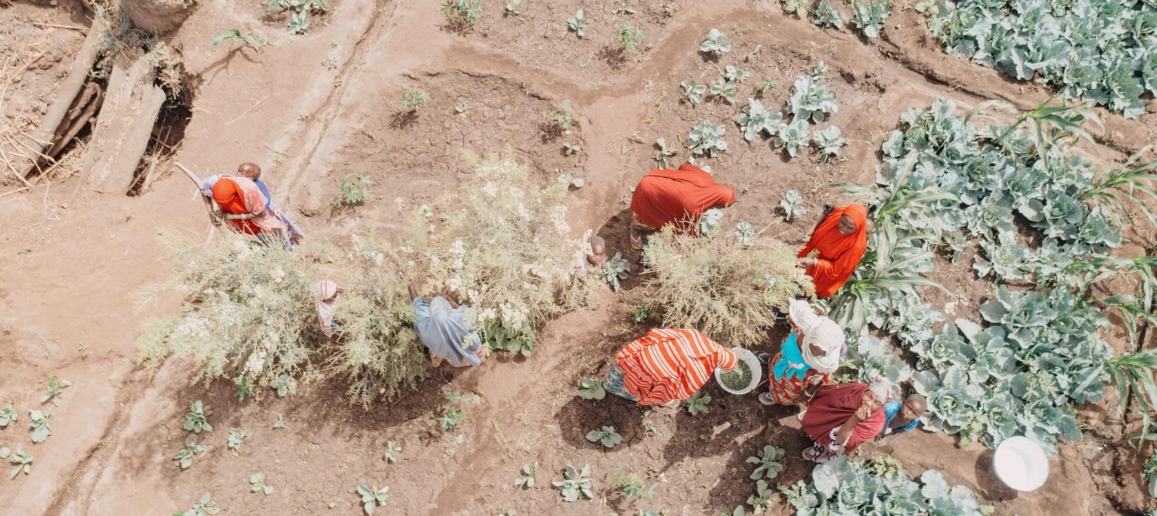 récolte agriculture Niger Afrique femmes