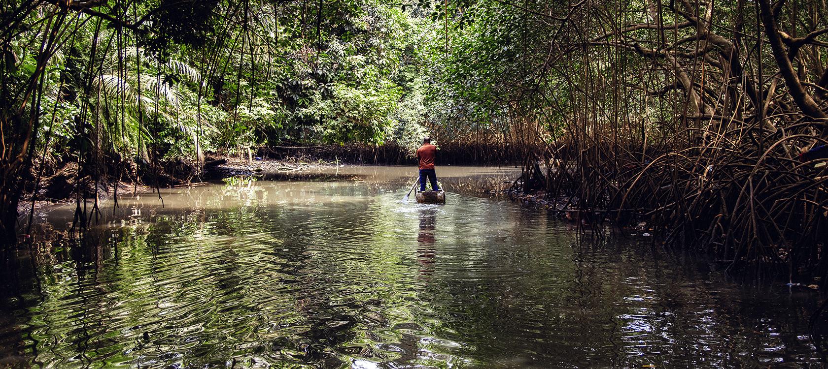 Mangrove