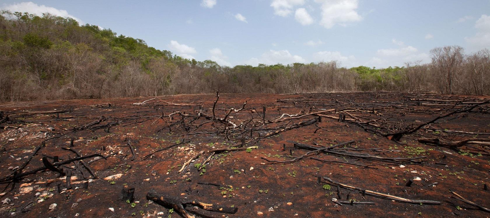 forêt déforestation incendie