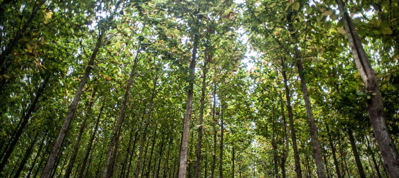 Justice environnementale et climatique