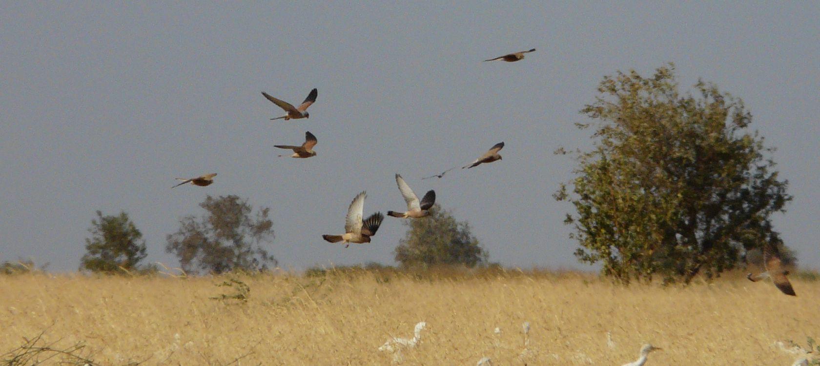 Oiseaux