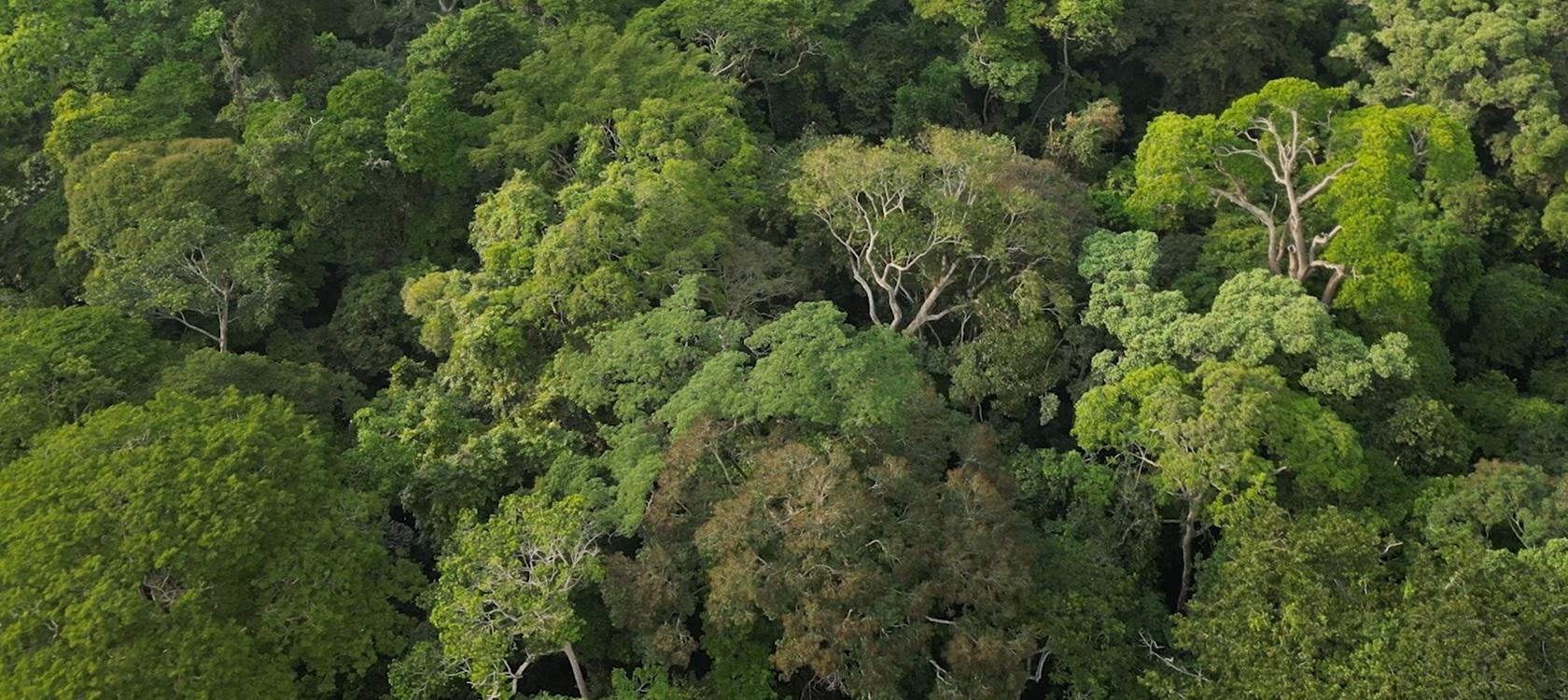 forêt Gabon AFD