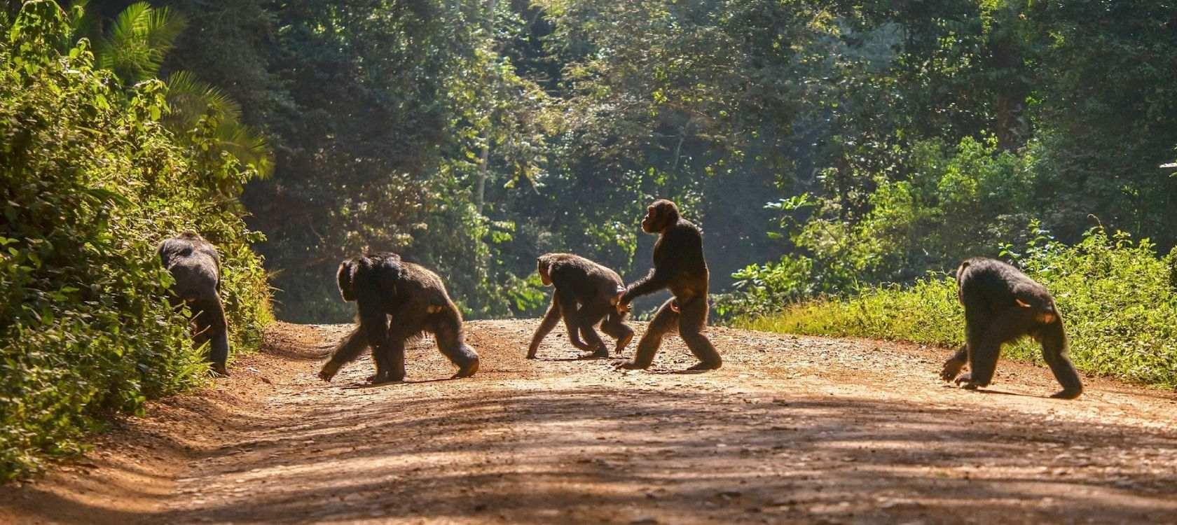Des singes en Guinée Conakry