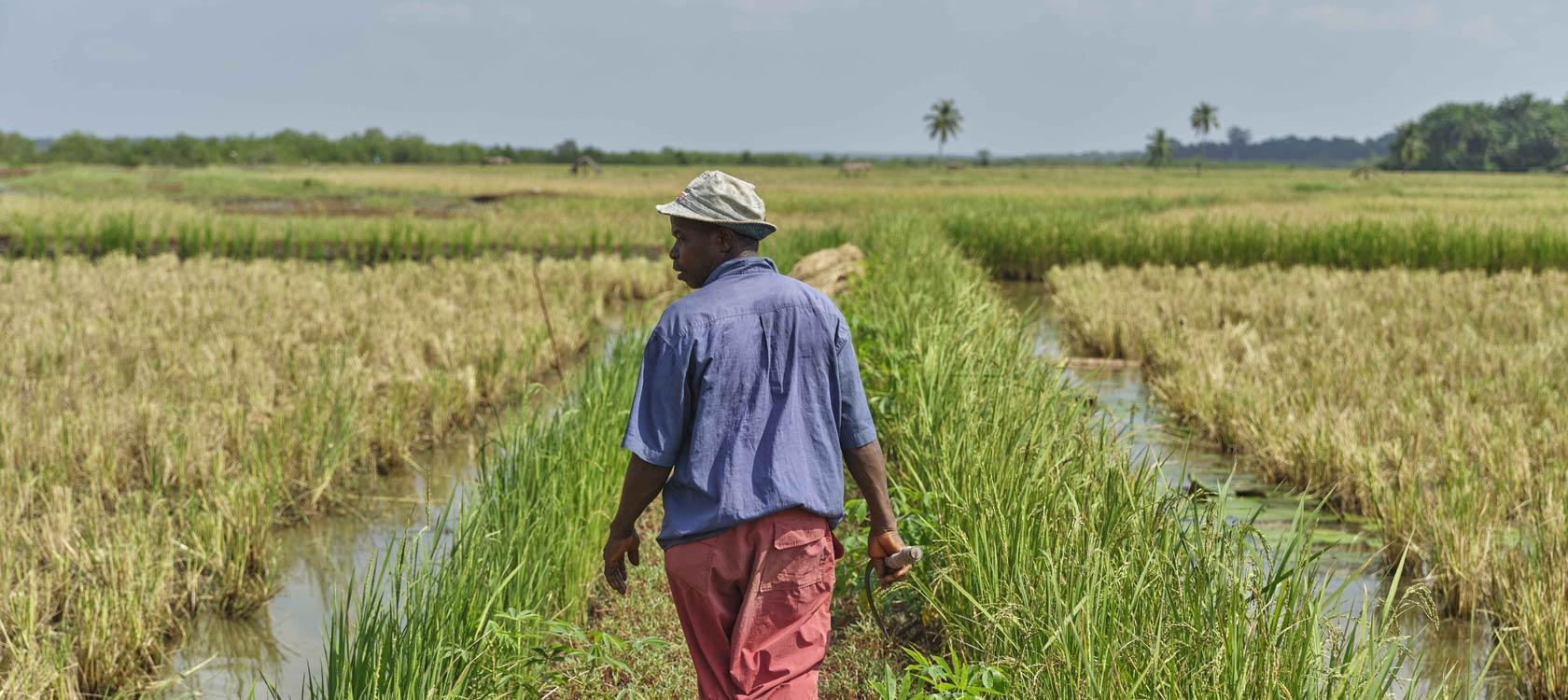 AFD's Research on Agriculture and rural developement