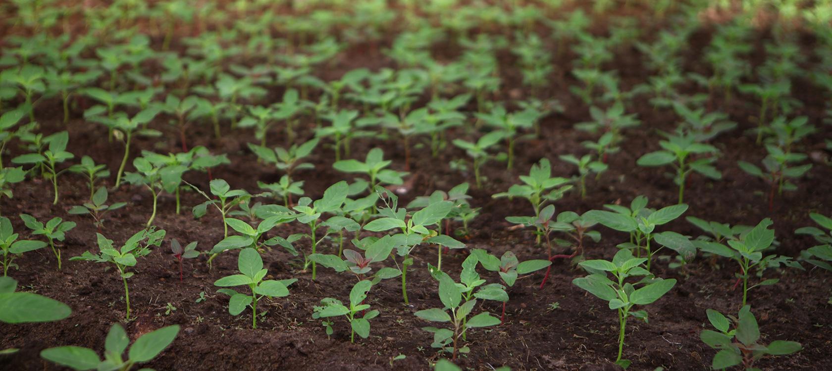Agriculture Gabon