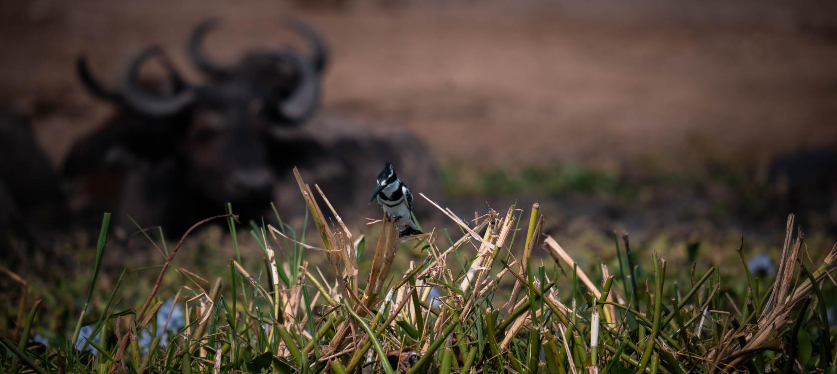 Oiseau en Ouganda