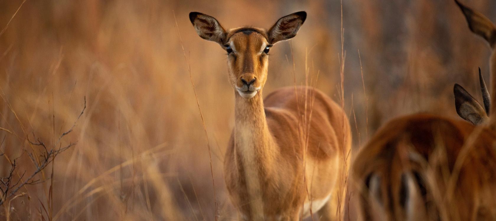 Antilope en Afrique du Sud.