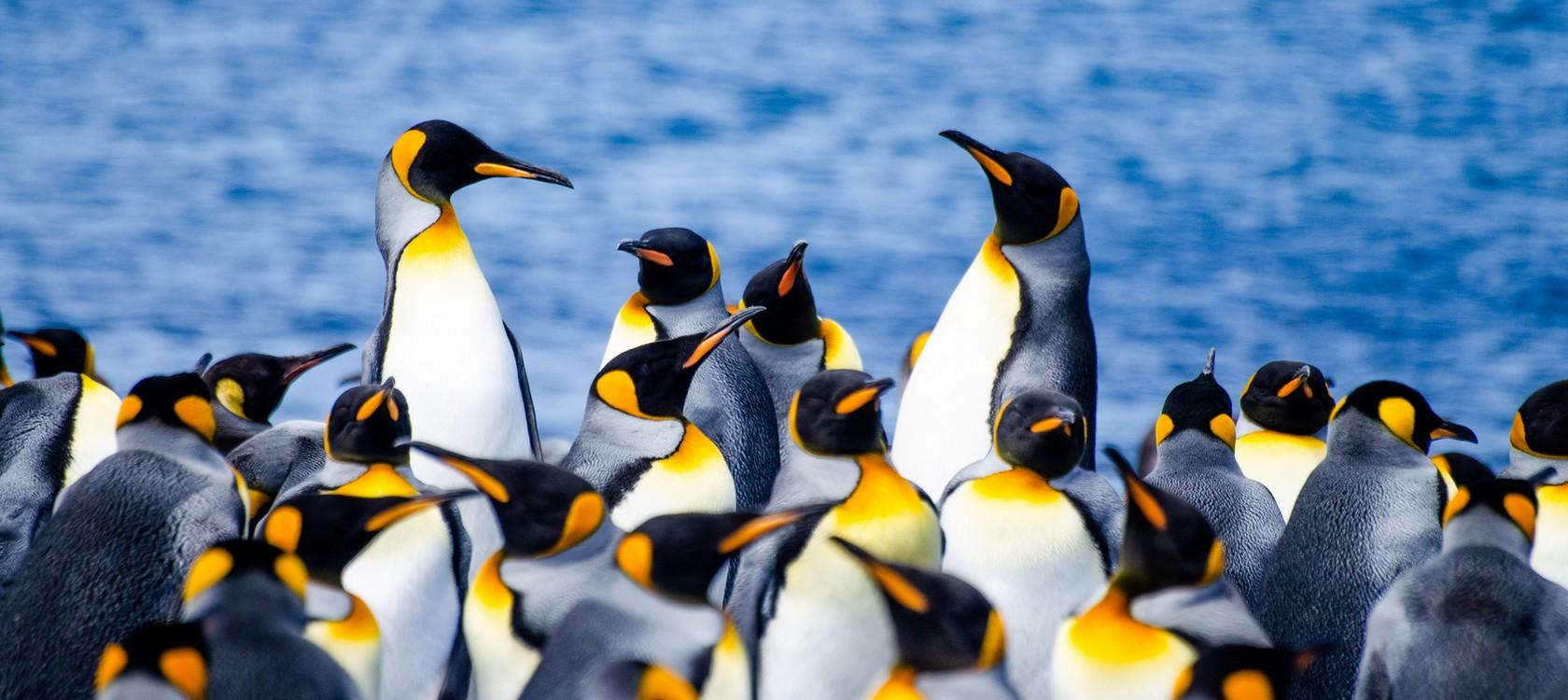 Terres australes antarctiques françaises