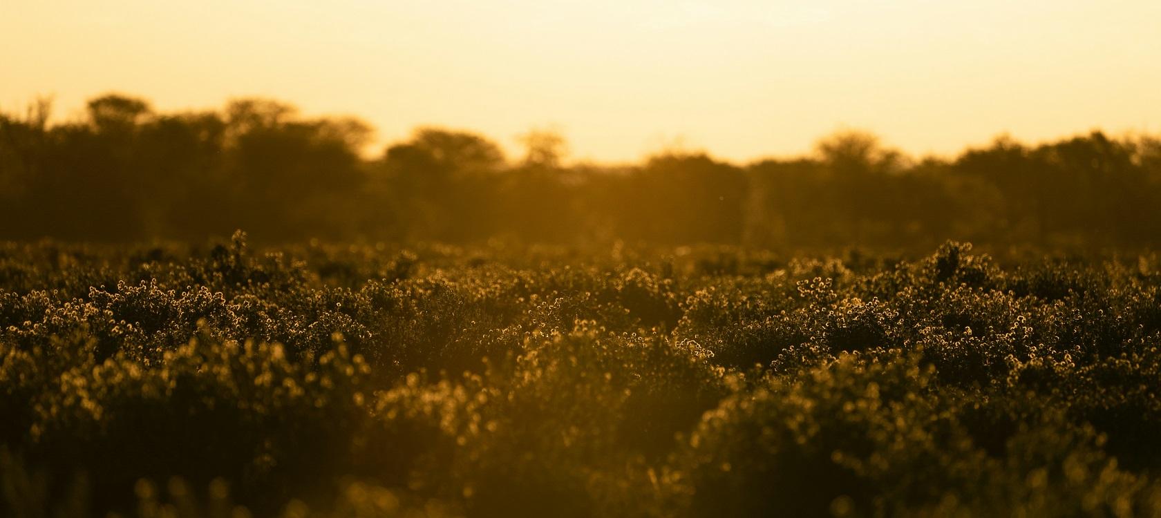 Namibie prairie champ climat biodiversité