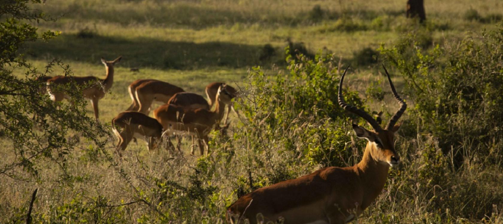 Antilopes dans le parc national du lac Nakuru