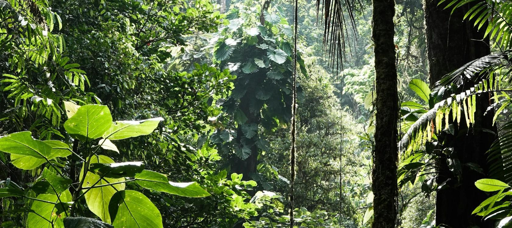 Rainforest in Costa Rica: Feeding Populations without Plundering the Planet