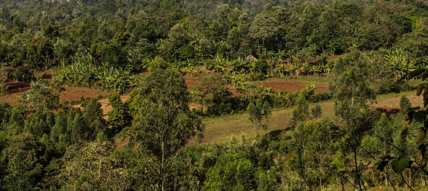 The project aims to improve the integrity and long-term management of natural resources and biodiversity in Mazé National Park.