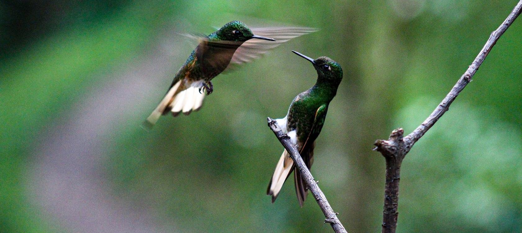 Oiseaux