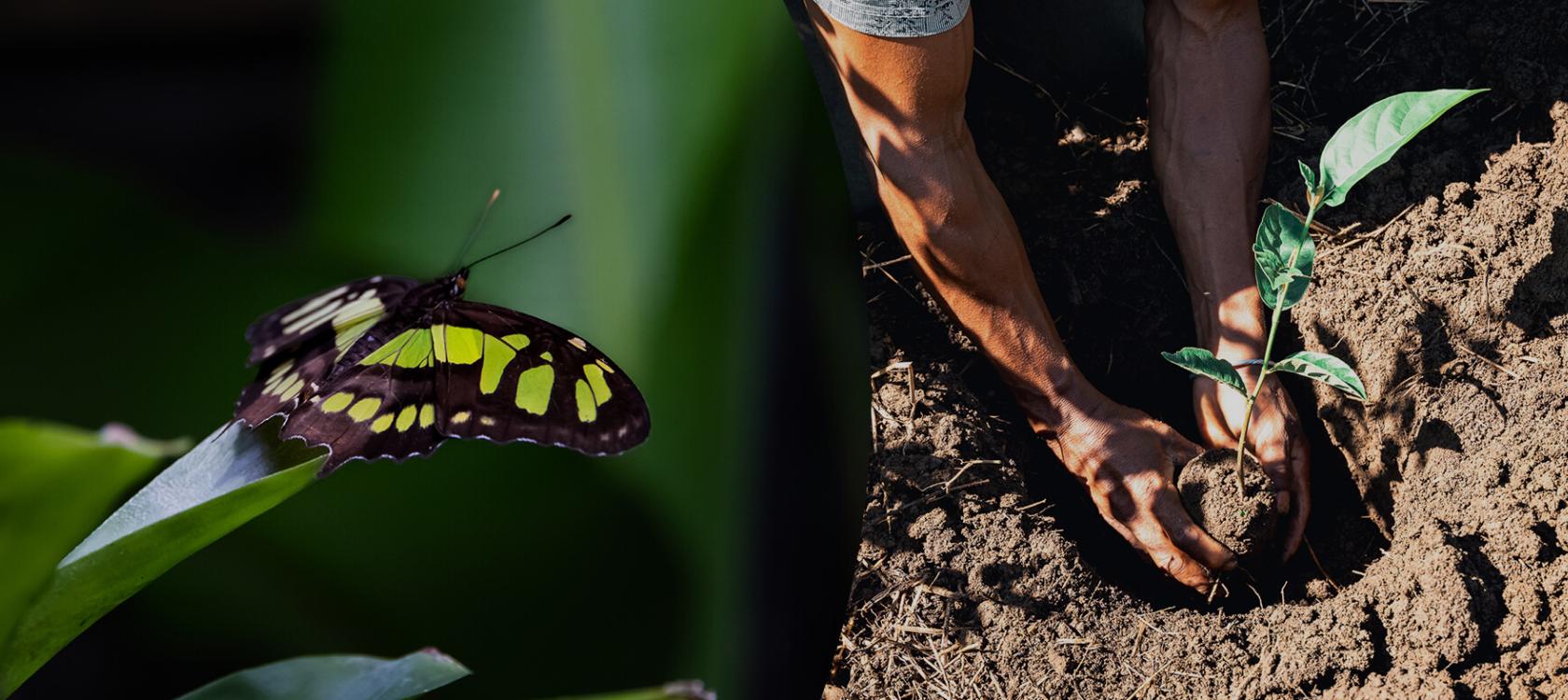 Biodiversité et Climat : le groupe AFD accèlère