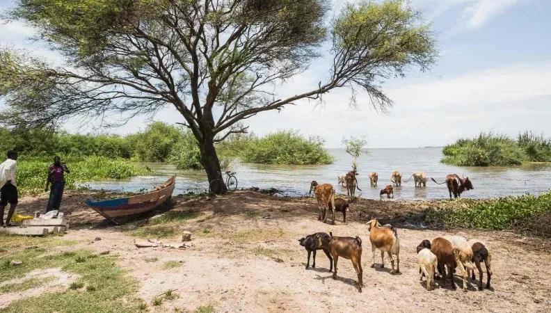Afrique