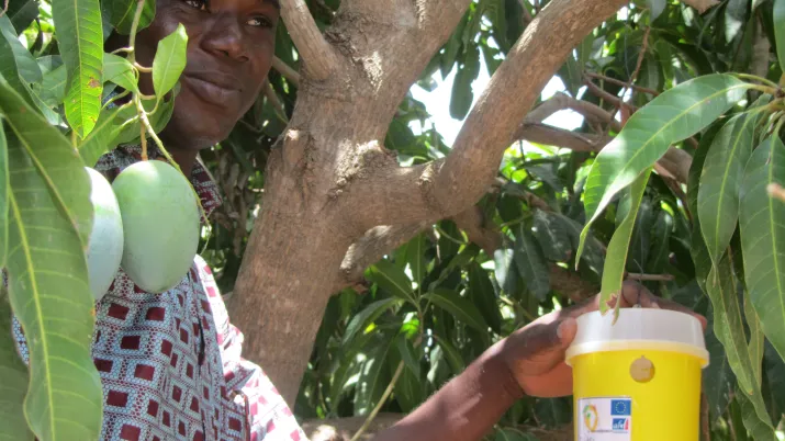 Nigéria, femme, récolte, olives
