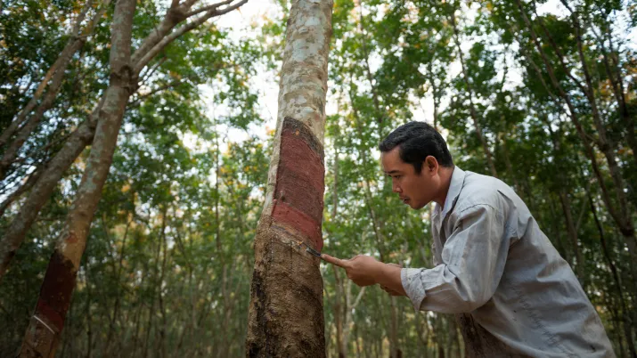 Hevea plantation in Cambodia