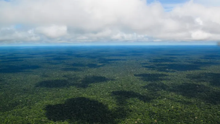 forêt amazonienne Amazonie afd