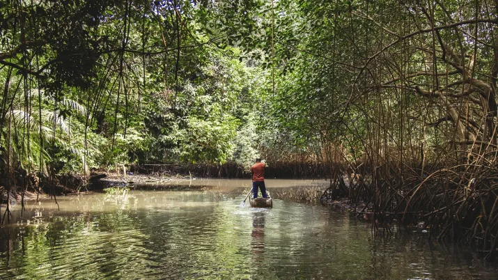 mangrove pirogue
