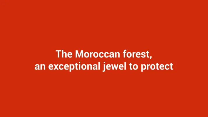 The moroccan forest, an exceptional jewel to protect