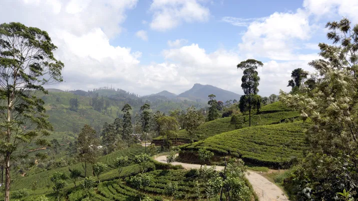 Tea plantation for FICS