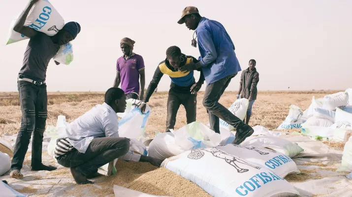 alimentation agriculture Sénégal Afrique riz récolte