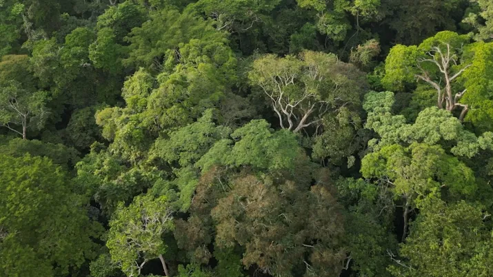 forêt Gabon AFD