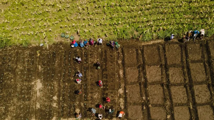champs cultivés Tanzanie