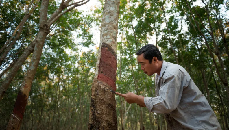 Hevea plantation in Cambodia