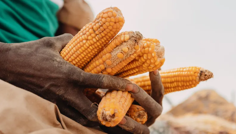 Récole du maïs qui sera transformé en farine dans la commune de Gouré, au Niger. Le projet PASAM vise à améliorer la sécurité alimentaire dans les cuvettes oasiennes dans les régions de Zinder et Diffa © Ollivier Girard/AFD