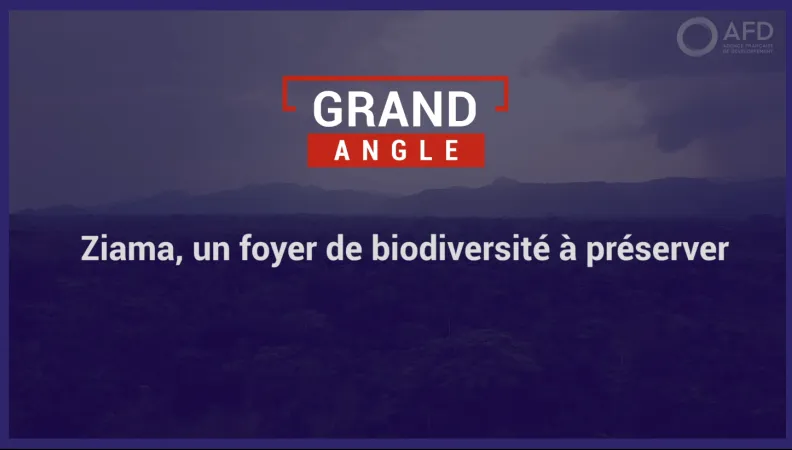 Ziama, un foyer de biodiversité à préserver